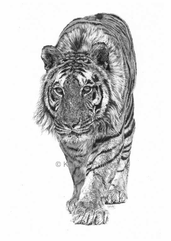 The Sentinel Tiger
